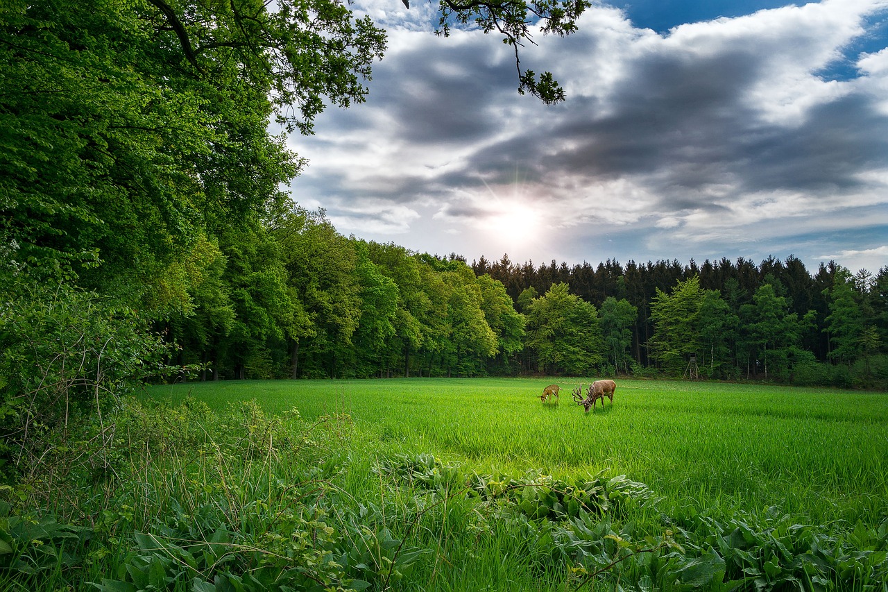 和昌林与城最新消息深度解读,最新动态与深度解析报告